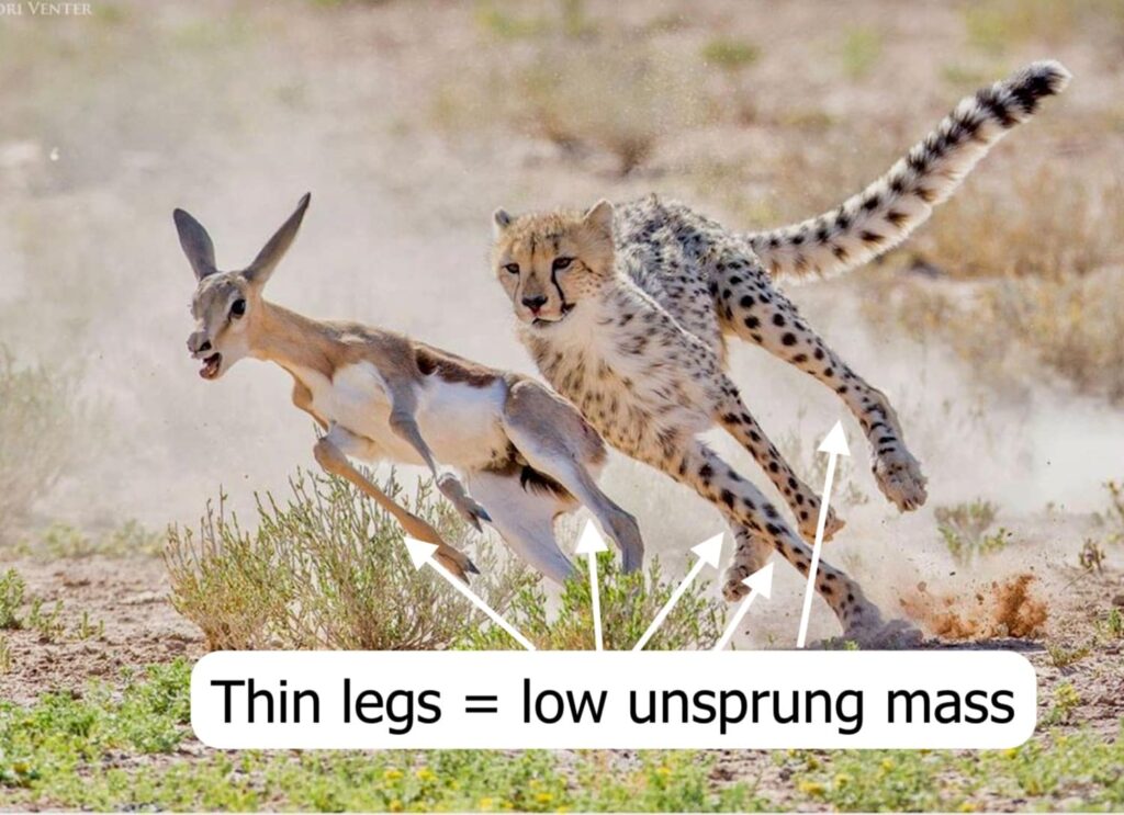 Cheetah and deer to demonstrate low unsprung mass