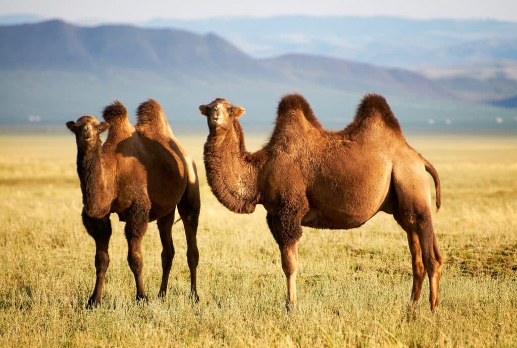 Bactrian camels in Mongolia