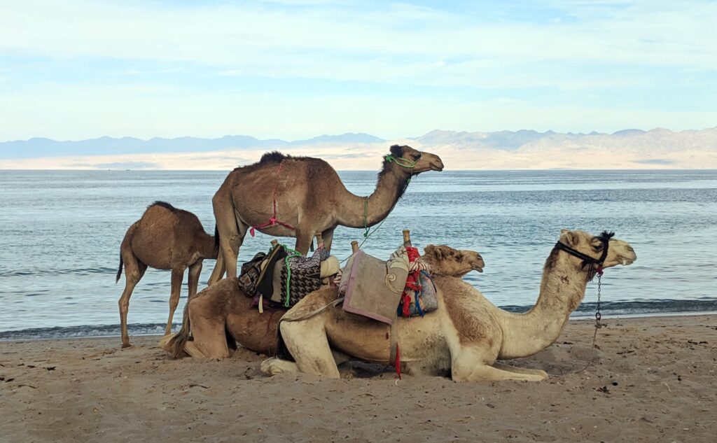 Camels in Sinai, Egypt
