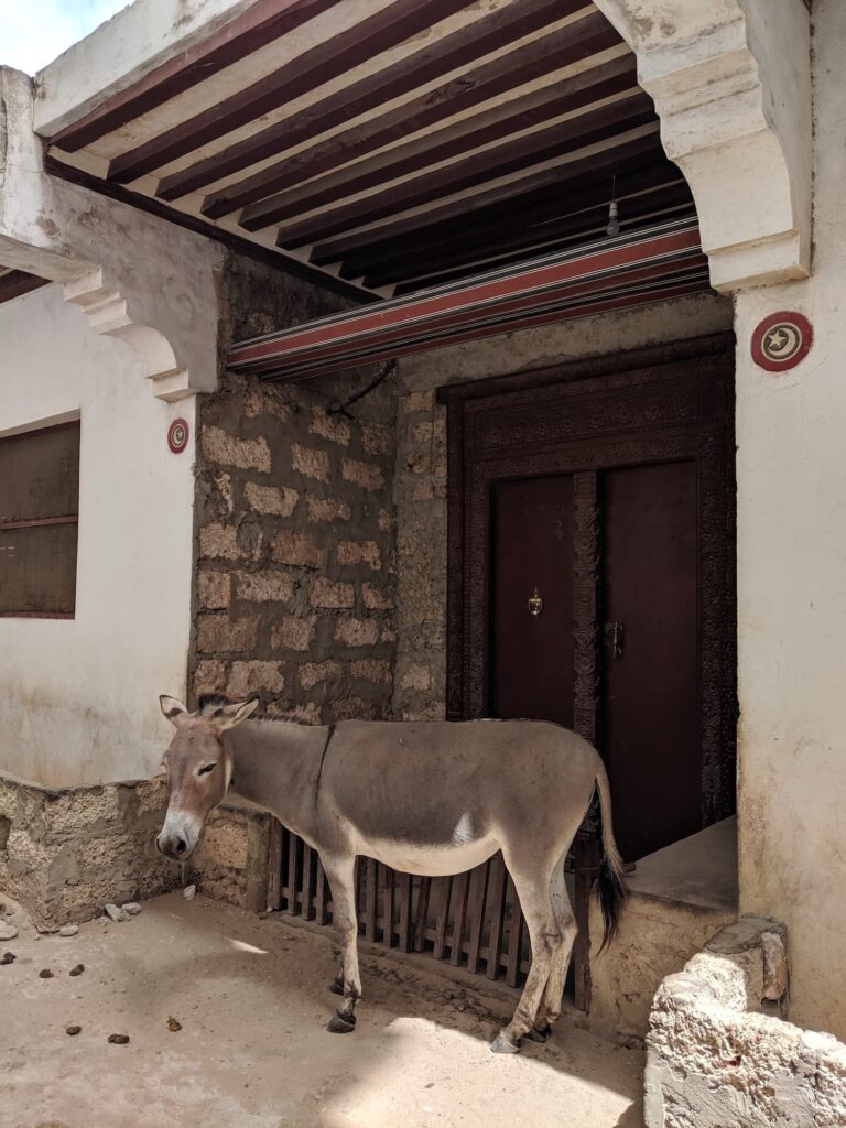 Donkey in Lamu Island for horse review small