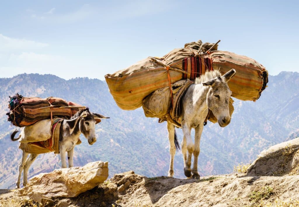 Mules carrying loads in Tajikistan